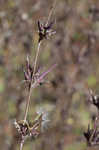 Willowleaf lettuce